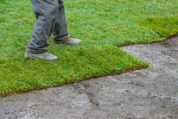 How long after installing sod can you walk on it in West Palm Beach, FL