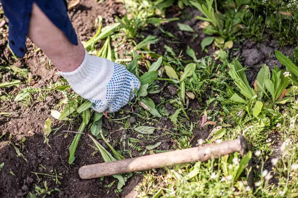 How to clear a yard full of weeds West Palm Beach, FL