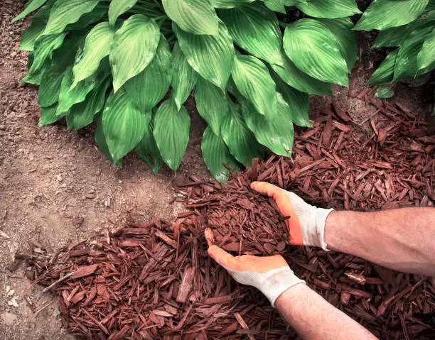 Mulching West Palm Beach, FL