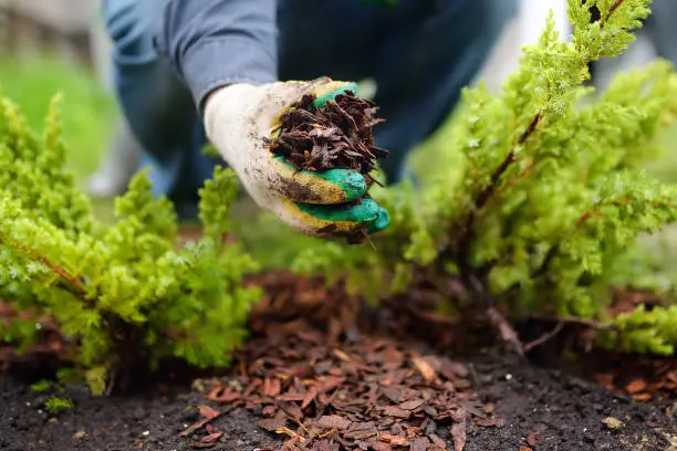 Mulching in West Palm Beach, FL