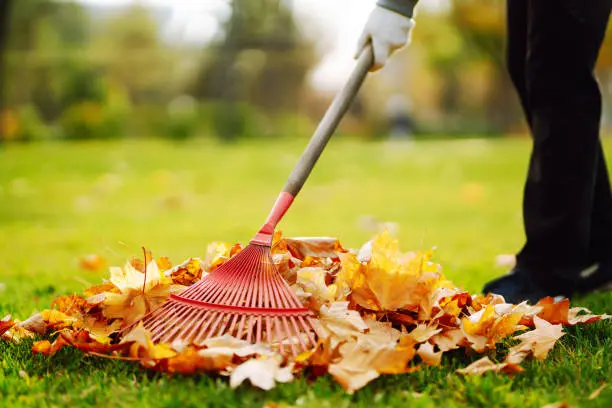 Reliable Yard cleanup in West Palm Beach, FL